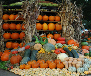 Pumpkin Pumpkin